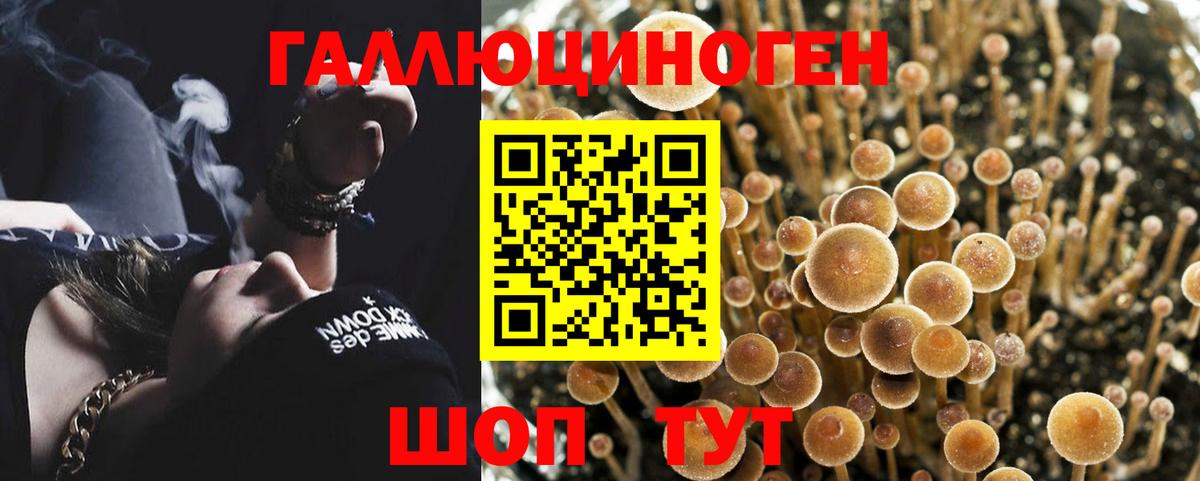 Псилоцибиновые грибы Psilocybine cubensis Севастополь